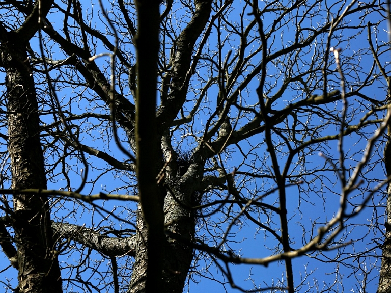 Piektdiena būs vēsāka, pieaugs ugunsbīstamība