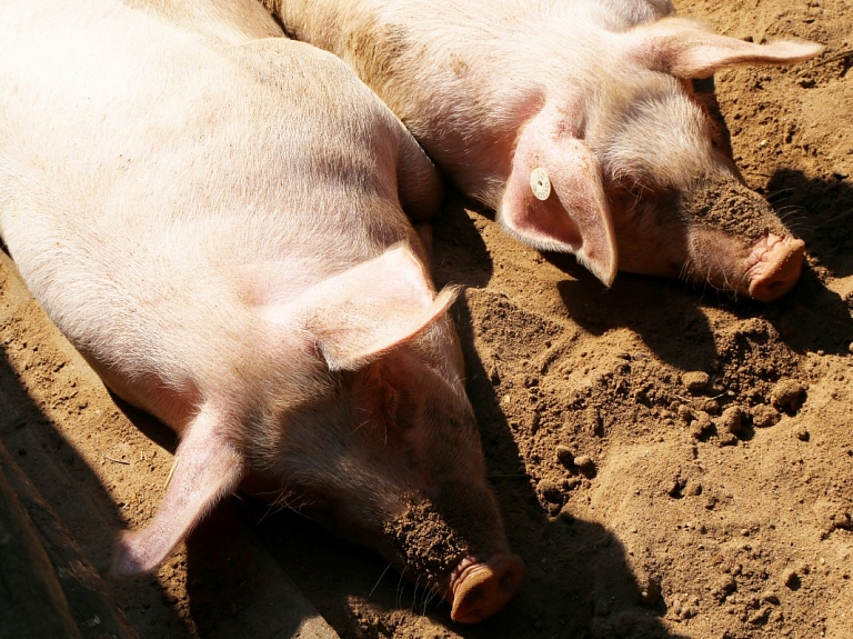 VVD saimniecībā "Lankas" konstatē pārkāpumus mēslu un vircas uzglabāšanā