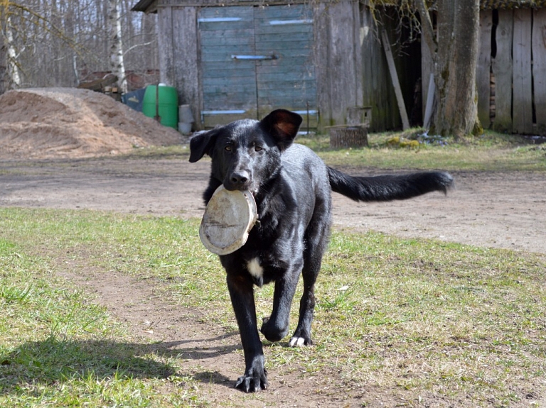 Veterinārārsti maijā par zemākām cenām reģistrēs trūcīgo un mazturīgo Latvijas iedzīvotāju suņus