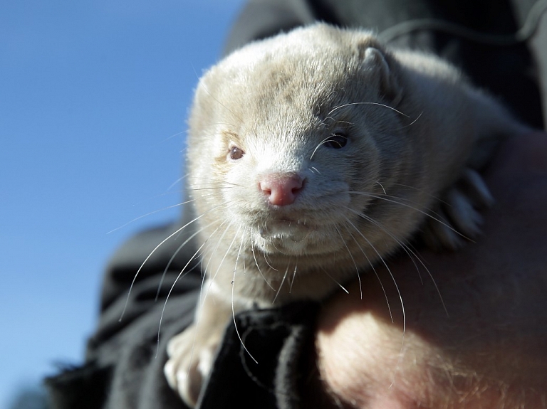 "Baltic Devon Mink" ūdeļu fermā notikusi ielaušanās; atvērti 400 būri