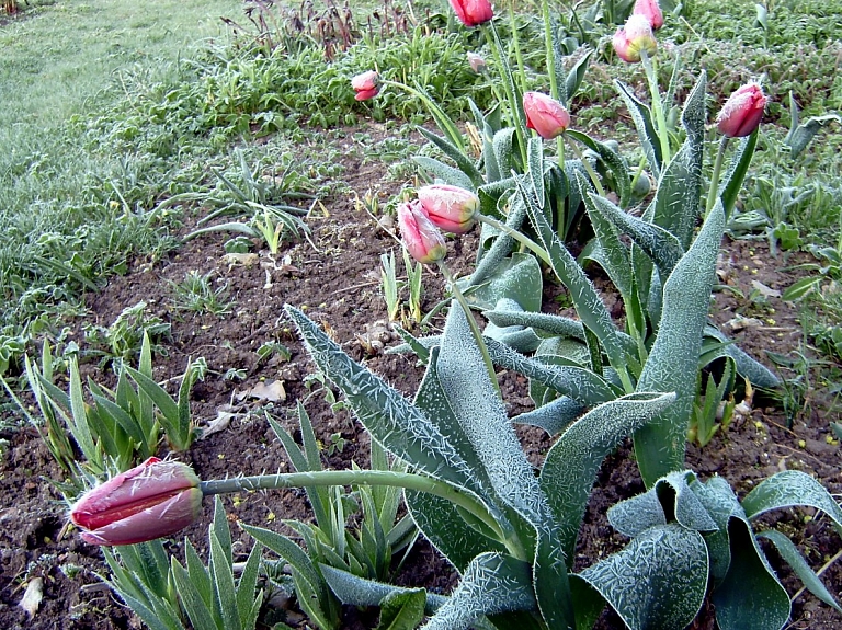 Šonedēļ gaidāma rekordzema gaisa temperatūra