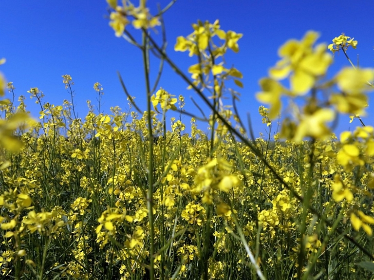 "Agrotirdzniecības kompānija" Tērvetes novadā teju dubultojusi apgrozījumu