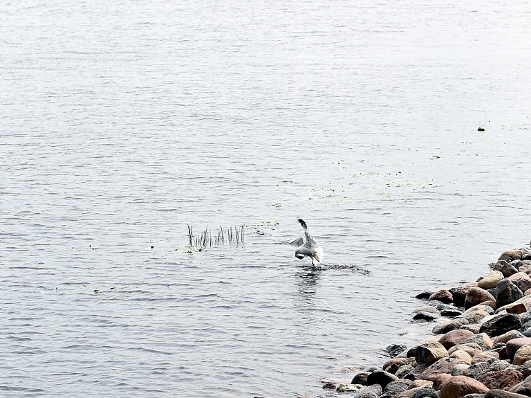 Saulkrastu pludmalē izskalots ievērojams skaits beigtu jūras grunduļu; piesārņojums nav konstatēts