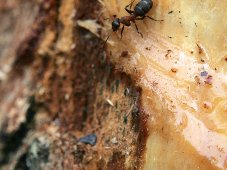 Cēsīs notiks "Antropocēnā laikmeta pavārgrāmata - ēdieni izdzīvošanai nākotnē" atklāšana