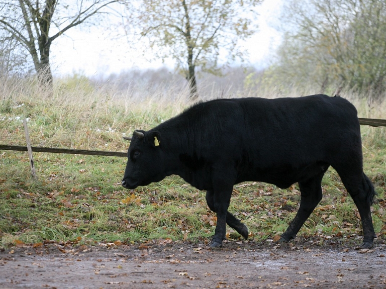 Vakar Kurzemē kādu vīrieti sabadīja bullis