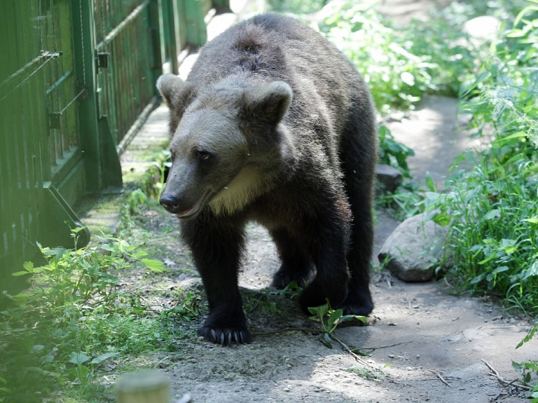 Vakar Grebņevas robežkontroles punktā iemaldījies lācēns