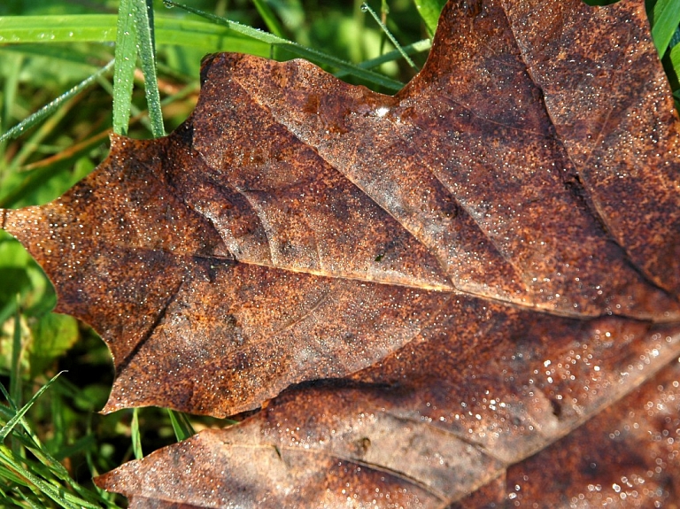 Pirmdien būs nemainīgi saulains, pēcpusdienā arī silts laiks