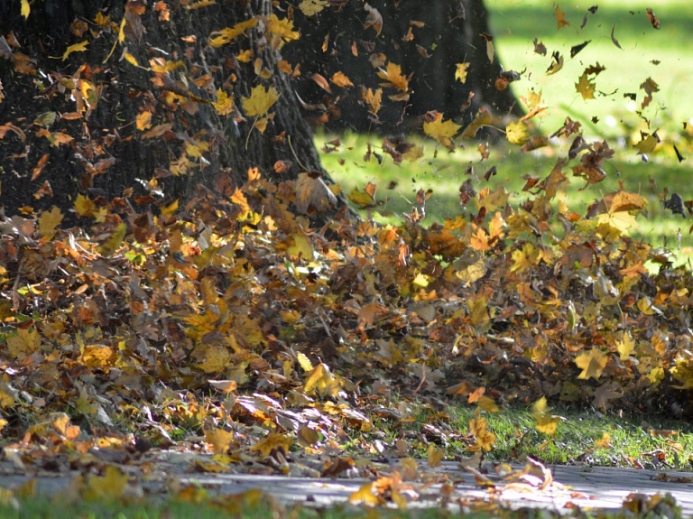 Līdz novembra vidum Tukumā iespējams bez maksas nodot nokritušās lapas