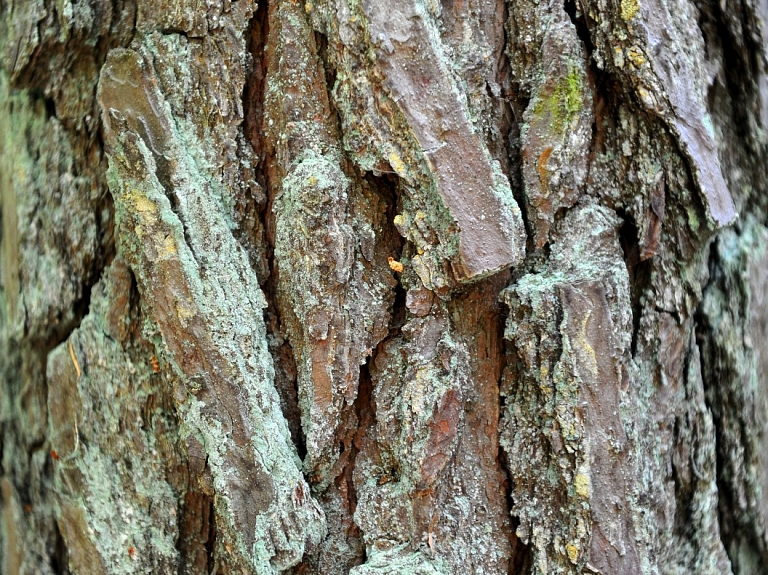 Mašīnai ietriecoties kokā, Tukuma novadā gājis bojā astoņus gadus vecs zēns