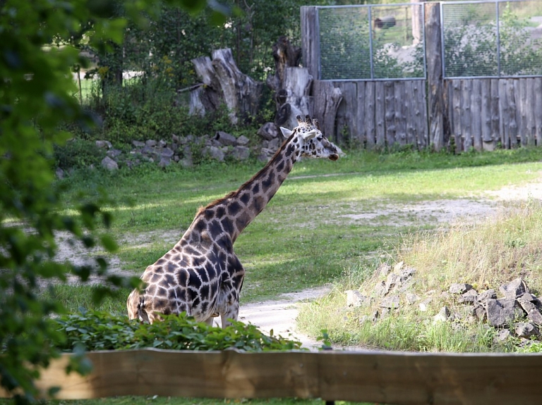 2,88 miljonus eiro vērto "Āfrikas savannu" Rīgas zoodārzā plānots atklāt uz valsts simtgadi