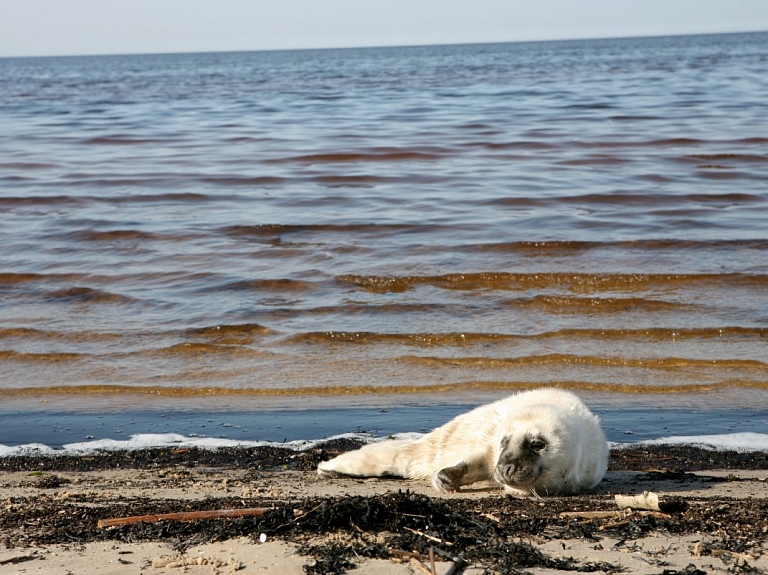 Rīgas Zooloģiskajā dārzā no Ventspils pludmales nogādā savainotu roņu mazuli