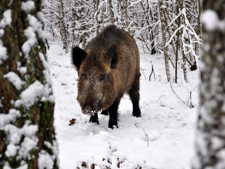 PVD: Āfrikas cūku mēris pamazām tuvojas Dienvidkurzemei