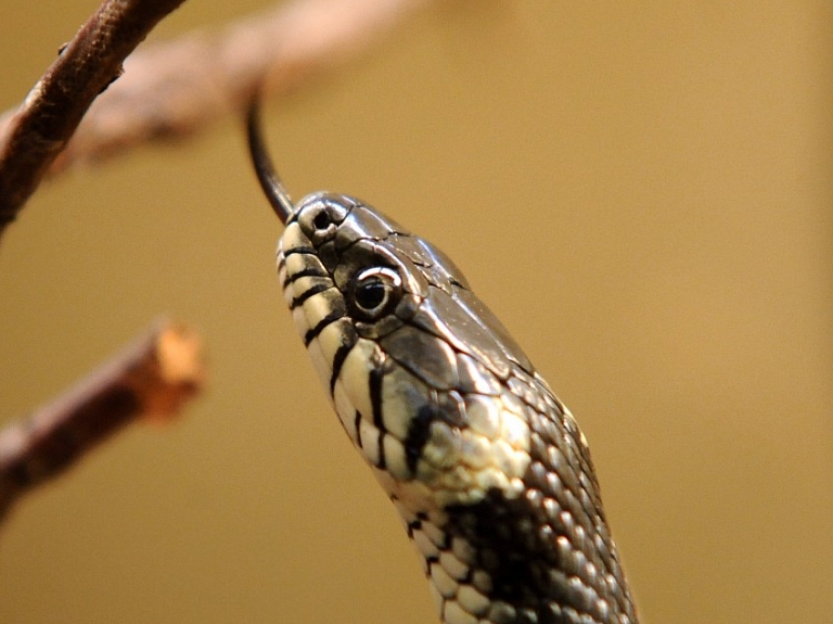 Latgalē slimnīcā nogādā čūskas sakostu vīrieti