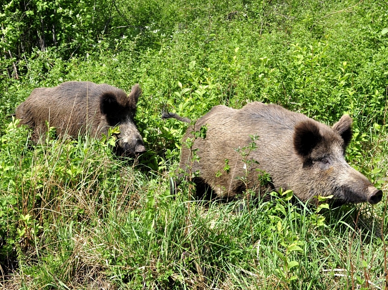 Jaunsvirlaukas pagastā 165 cūku ganāmpulkā reģistrē šogad Latvijā pirmo Āfrikas cūku mēra uzliesmojumu mājas cūkām