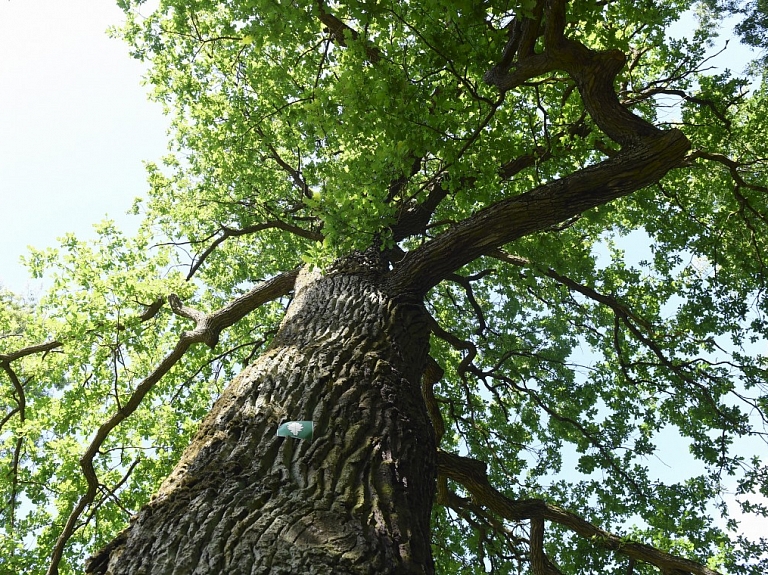 Gustava Zemgala dzimtas pārstāvji Džūkstē stādīs Latvijas simtgadei veltītu ozolu