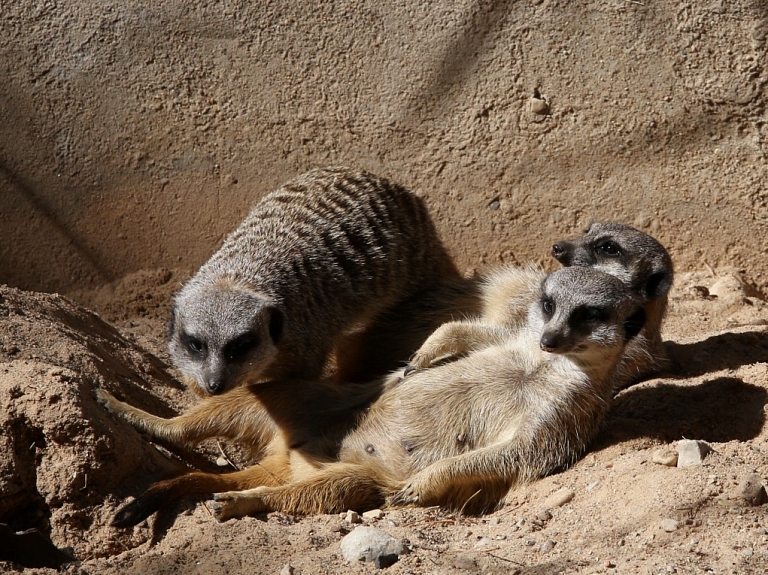 Rīga Zoodārzā pabeigta ekspozīcijas "Āfrikas savanna" būvniecība