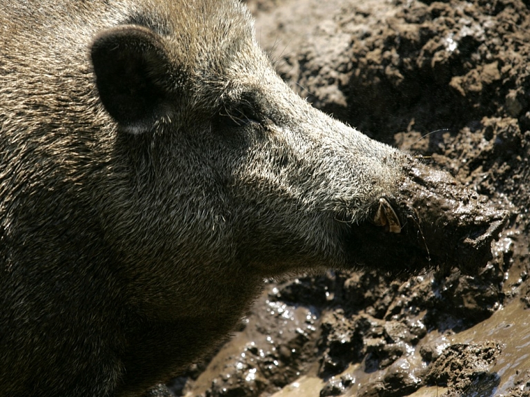 Āfrikas cūku mēris pirmo reizi konstatēts mežacūkai Vilces pagastā