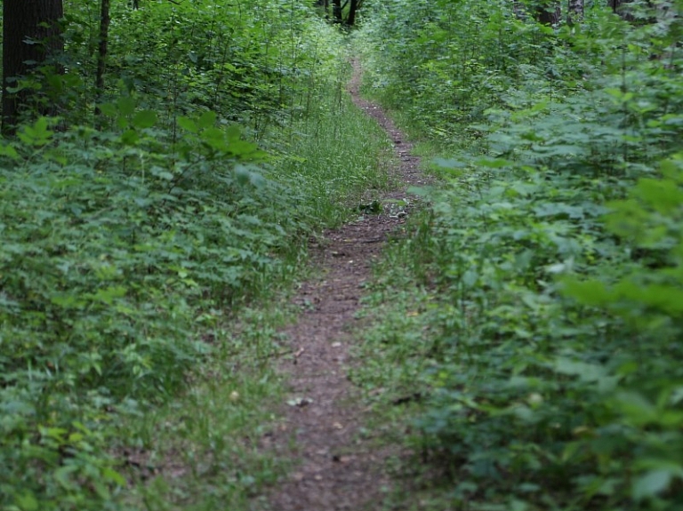 Cīravas Mežaparkā izveidoti skanoši mākslas vides objekti