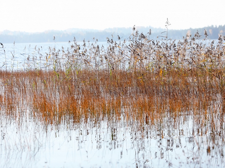 Daugavpils pašvaldība teju 10 000 eiro ieguldījusi karpu pavairošanā ezeros