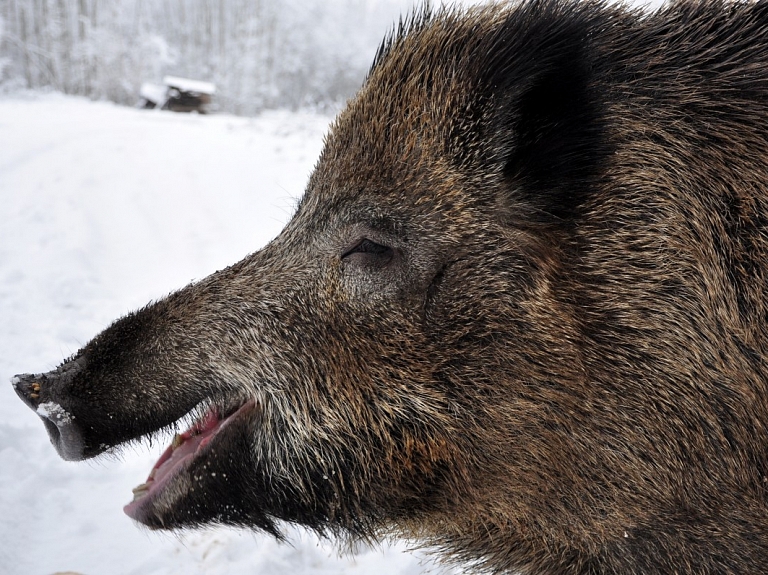 Āfrikas cūku mēris pagājušajā nedēļa pirmo reizi konstatēts mežacūkai Platones pagastā