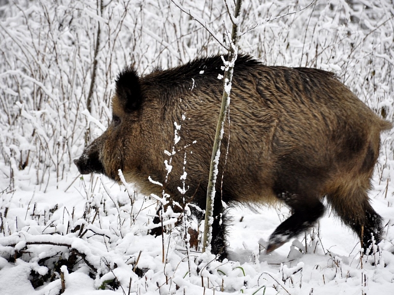 Āfrikas cūku mēris pagājušajā nedēļā pirmo reizi konstatēts mežacūkai Saldus novada Pampāļu pagastā