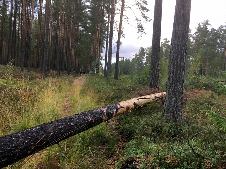 Elektrokabeļa ierīkošanai Rucavā plānots nocirst 61 koku