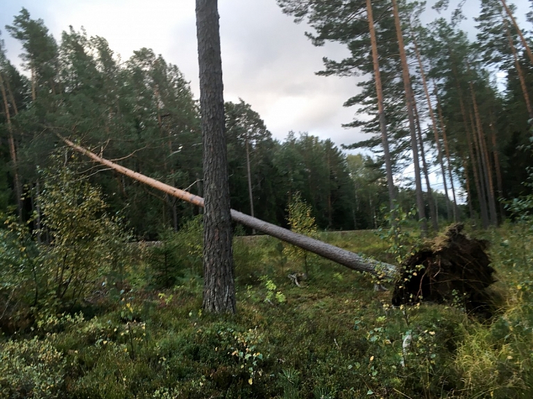 Lai uzlabotu elektropiegādi 250 iedzīvotājiem, Rucavas novadā nocirtīs 61 koku