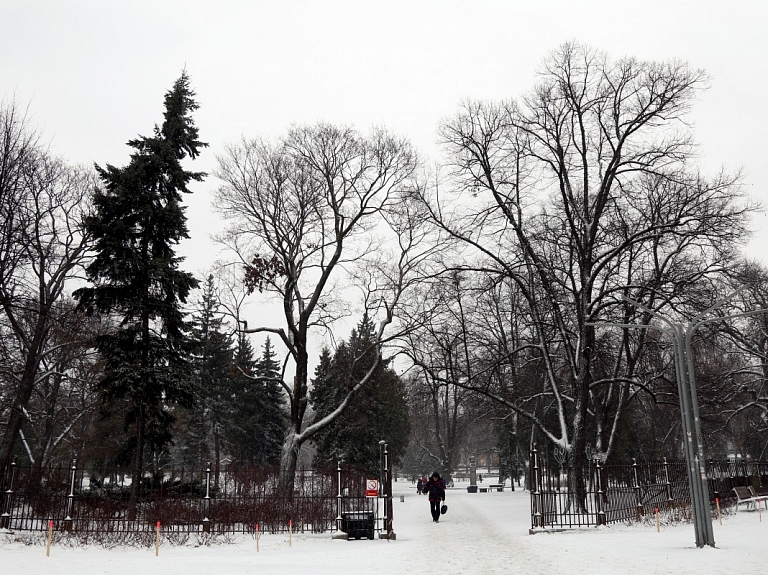 Vērmanes dārzā plānots nocirst deviņus bojātus kokus