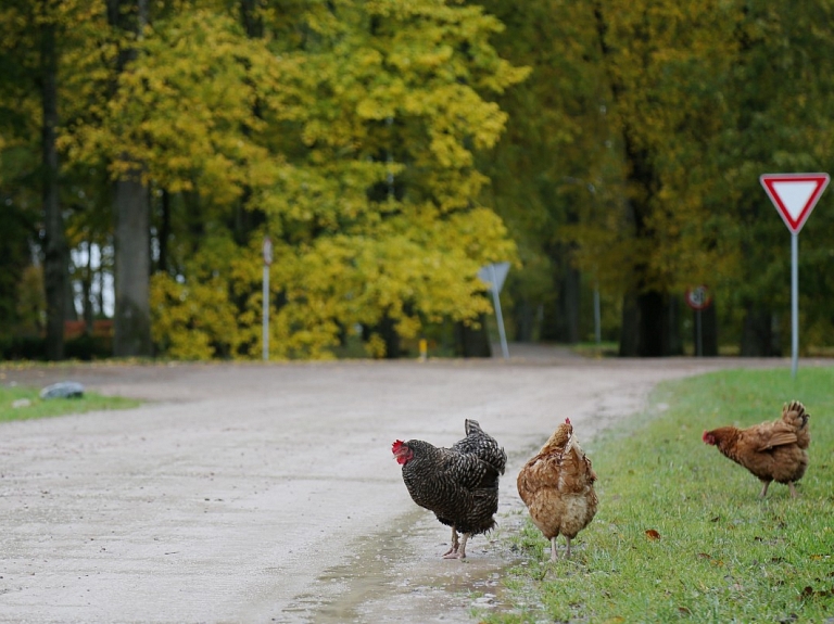 PVD varēs nekavējoties noteikt laiku biodrošības pasākumu ievērošanai saistībā ar putnu gripu