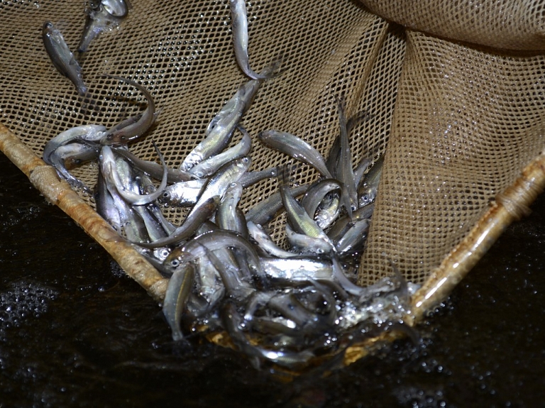 Vimbu svētkos Bauskā pievērsīs uzmanību bezatkritumu dzīvesveidam