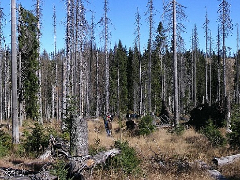 Cirsmu cenas – vairāku faktoru kopums

