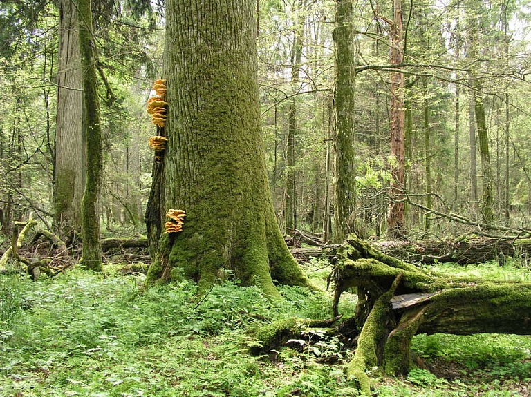 Visi runā par cirsmu cenām, bet kā ar nodokļiem? 

