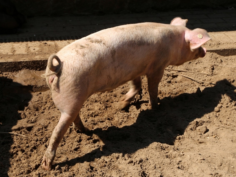 Plašā ugunsgrēkā Saldus novadā cietis cilvēks, bet sadegusi govs un cūka