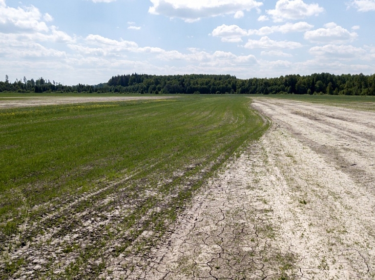 Lauksaimnieki: Graudaugu sējumi līdz šim Latvijā attīstījušies labi; arī salnas lielu skādi nav nodarījušas