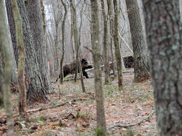 Āfrikas cūku mēris pagājušajā nedēļā pirmo reizi konstatēts mežacūkai Aizputes novadā