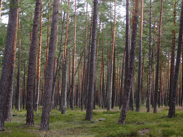 Sestdien Slīteres Nacionālajā parkā varēs izzināt kukaiņu dzīvi