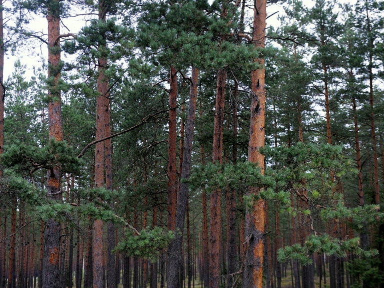 Gulbenes novada domes deputāti, ņemot vērā iedzīvotāju viedokli, vēl neapstiprina Jaungulbenes "Sila" izsoles rezultātus