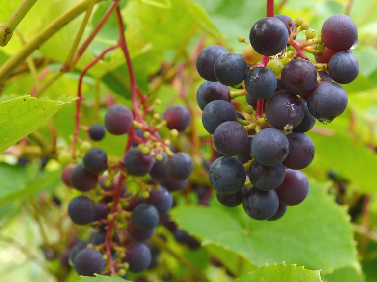 Biedrība: Latvijas klimats ik gadu kļūst arvien piemērotāks vīnogu audzēšanai
