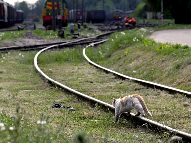 Jaunās Forštates mežā Daugavpilī veidos mājdzīvnieku kapsētu