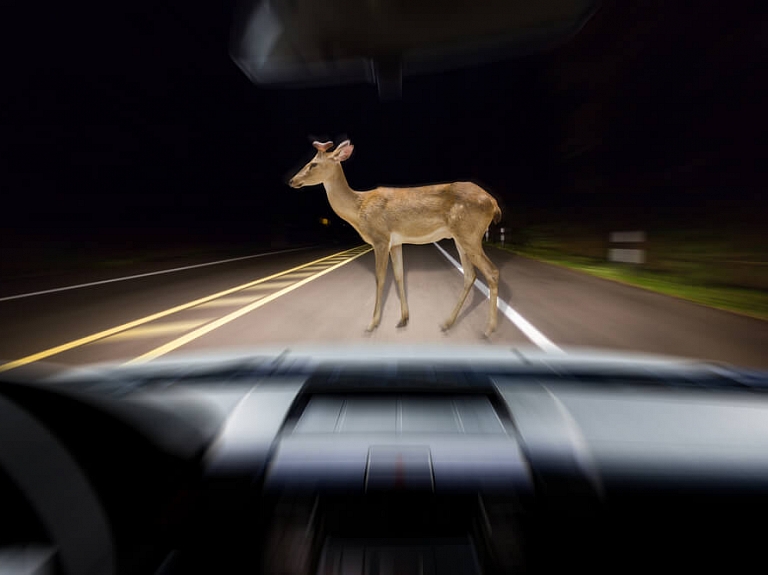 Kā pareizi rīkoties, ja gadījies notriekt dzīvnieku?

