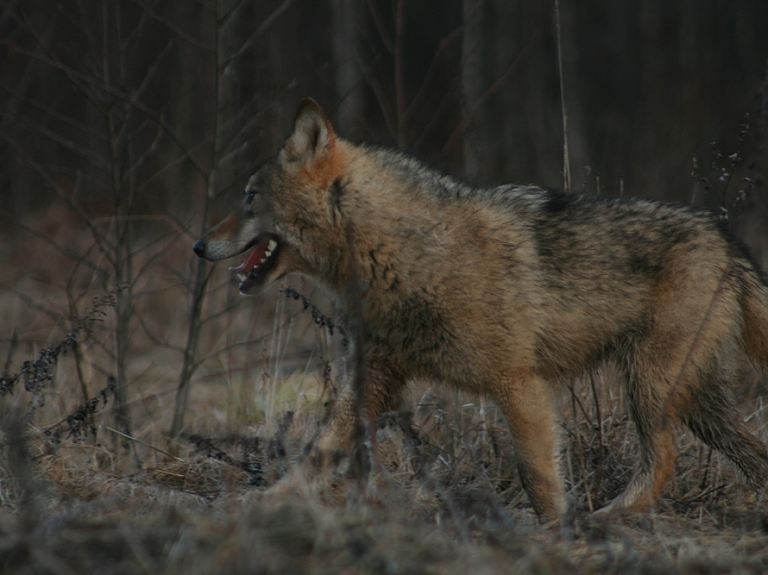 3 vietas Latvijā, kas saistītas ar vilkaču leģendām

