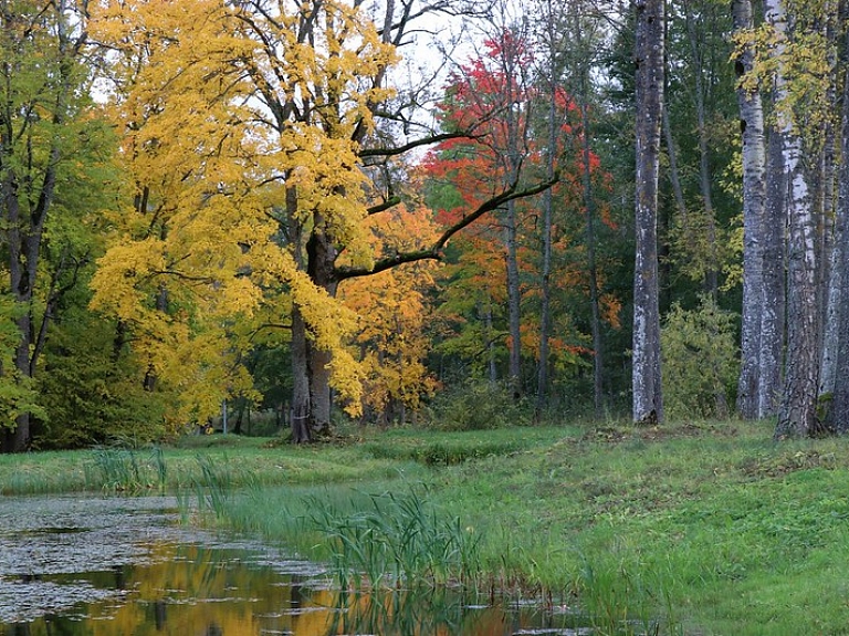 Vīgantes parks un tā zudušais dabas piemineklis

