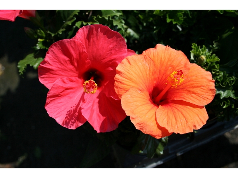 Ilustratīvs foto/ Foto: Stock.XCHNG