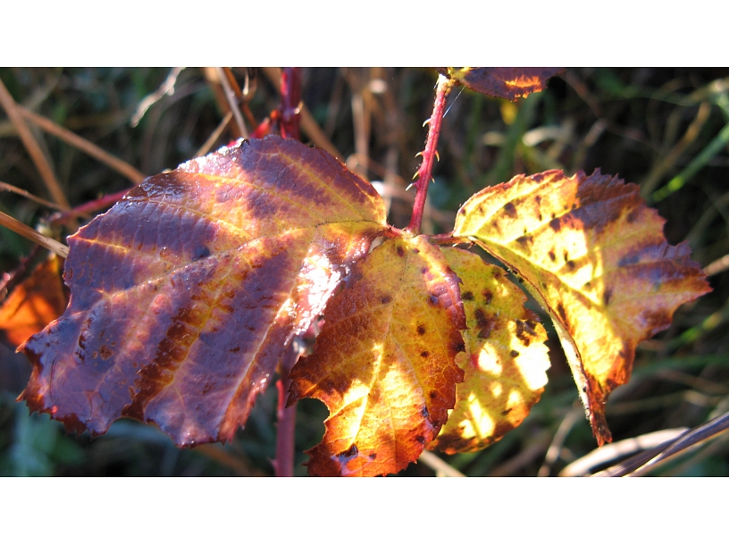 Ilustratīvs foto/ Foto: Stock.XCHNG