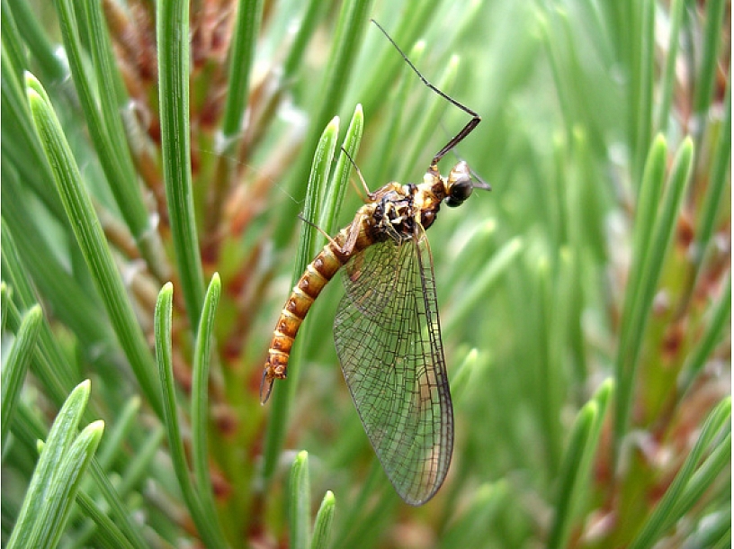 Ilustratīvs foto/ Foto: Stock.XCHNG