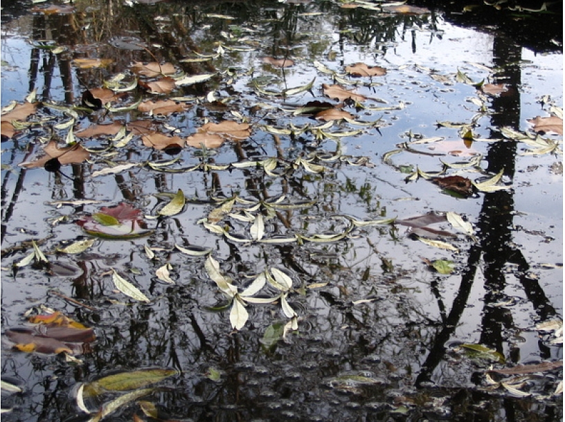 Ilustratīvs foto/ Foto: Stock.XCHNG