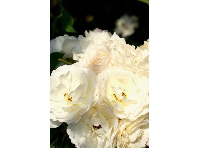 Ilustratīvs foto/ Foto: Stock.XCHNG