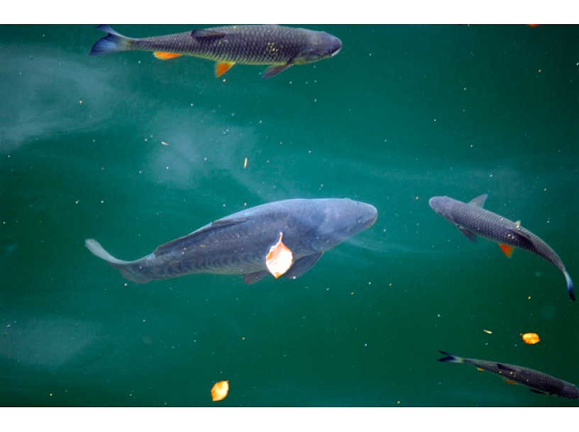 Ilustratīvs foto/ Foto: Stock.XCHNG