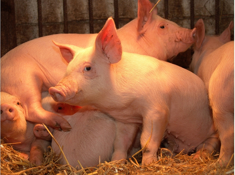 Ilustratīvs foto/ Foto: Stock.XCHNG