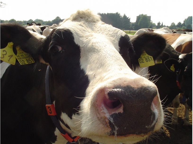 Raimonds Graube/ Foto: Ieva Čīka/ LETA